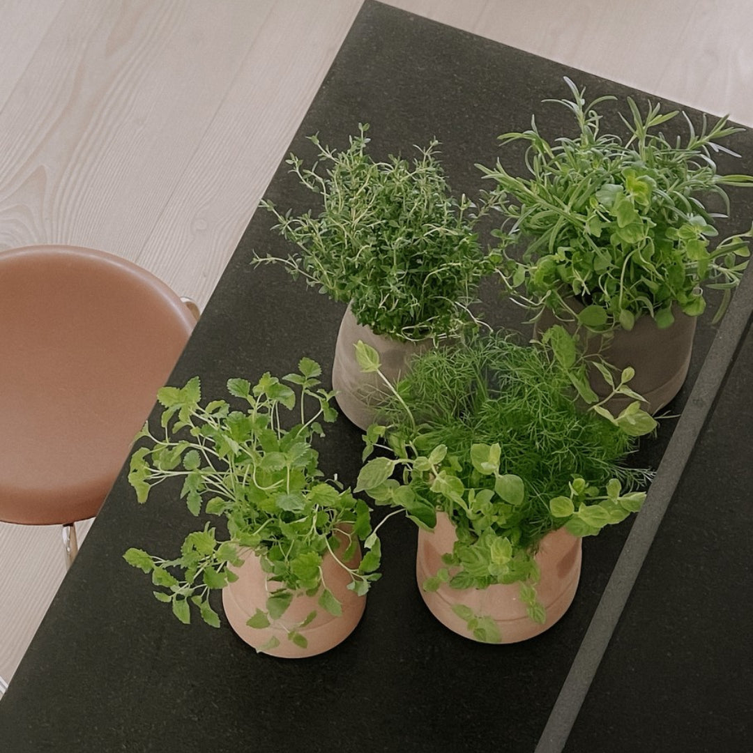 Bergs Potter Viva Self-Watering Herb Pot - Batten Home