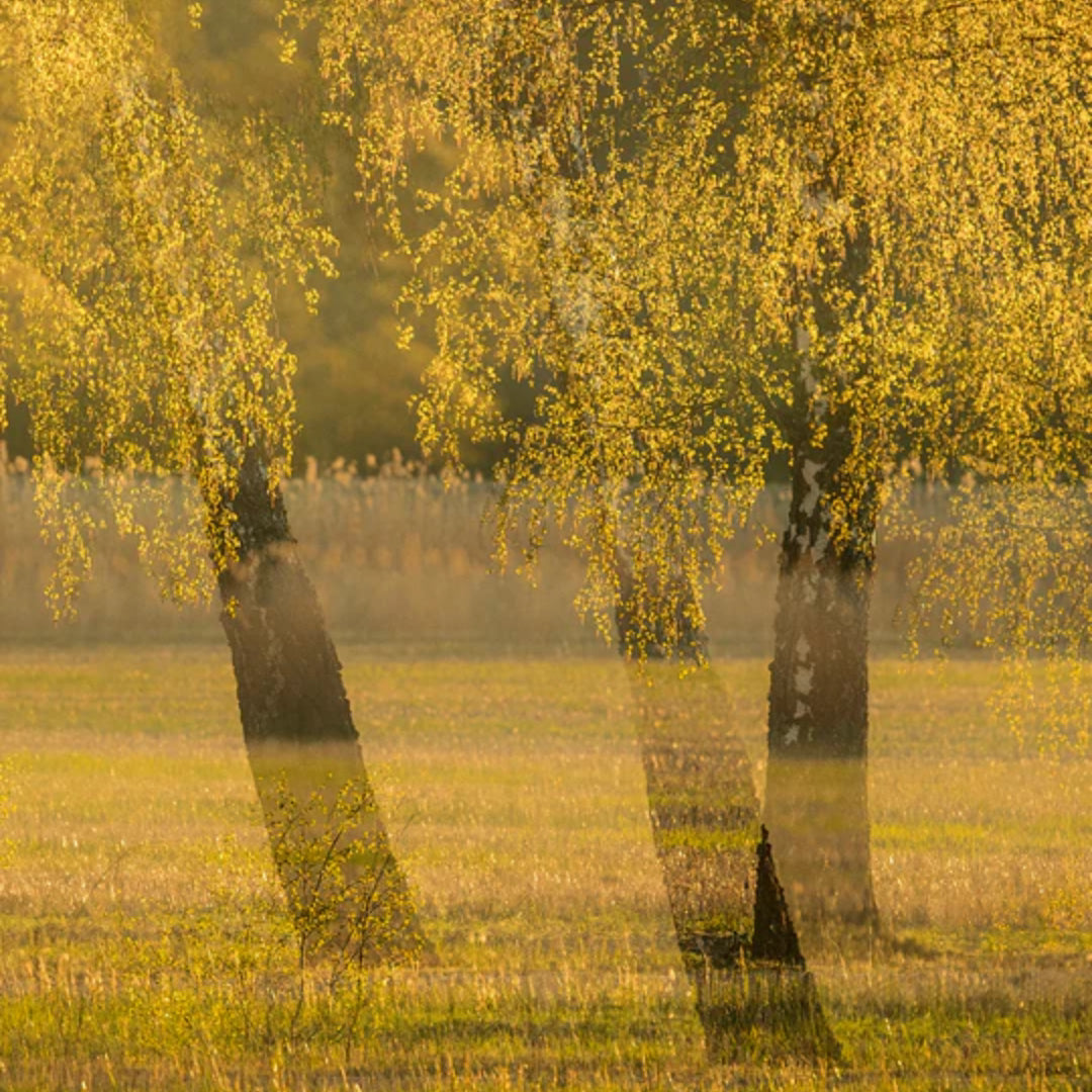 Hetkinen Biofilia Scented Candle - Batten Home