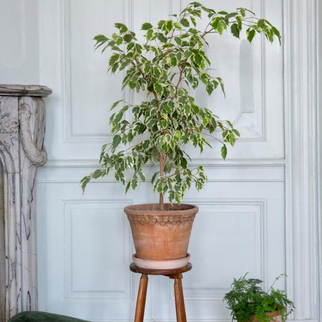 Københavner Raw Pot