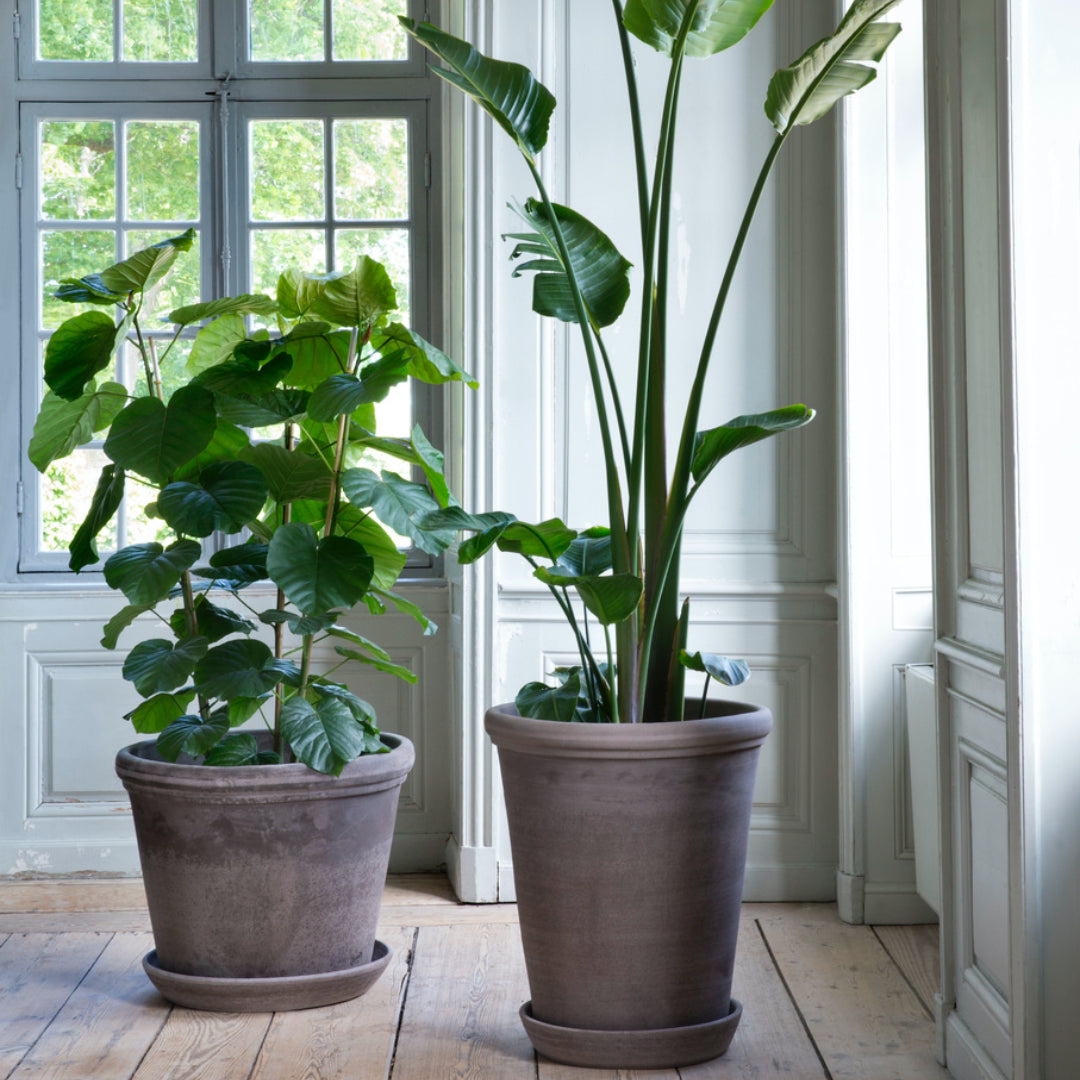 Flora Pot