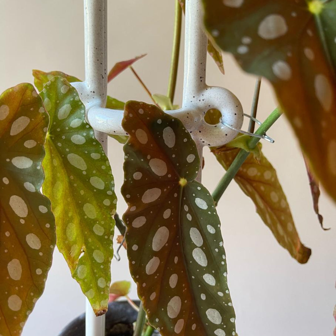 Folk Plant Stake - Hinto