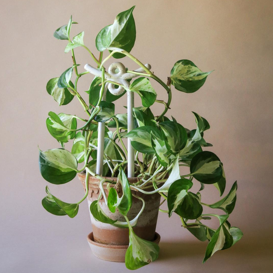 Folk Plant Stake - Yuma