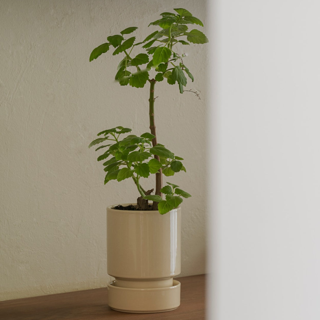 Hoff Glazed Pot - Sandstone Set