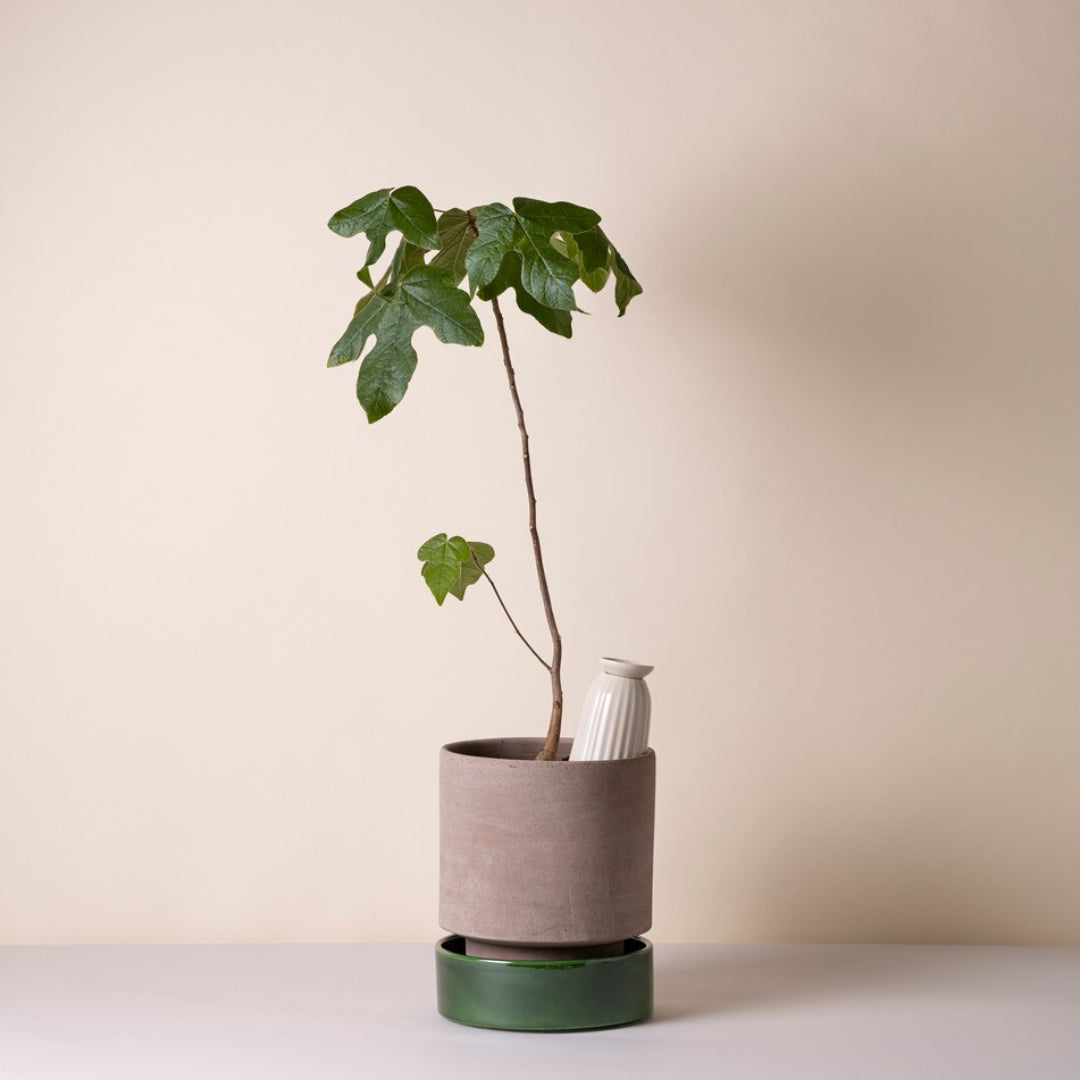 Hoff Raw Pot / Glazed Saucer Set