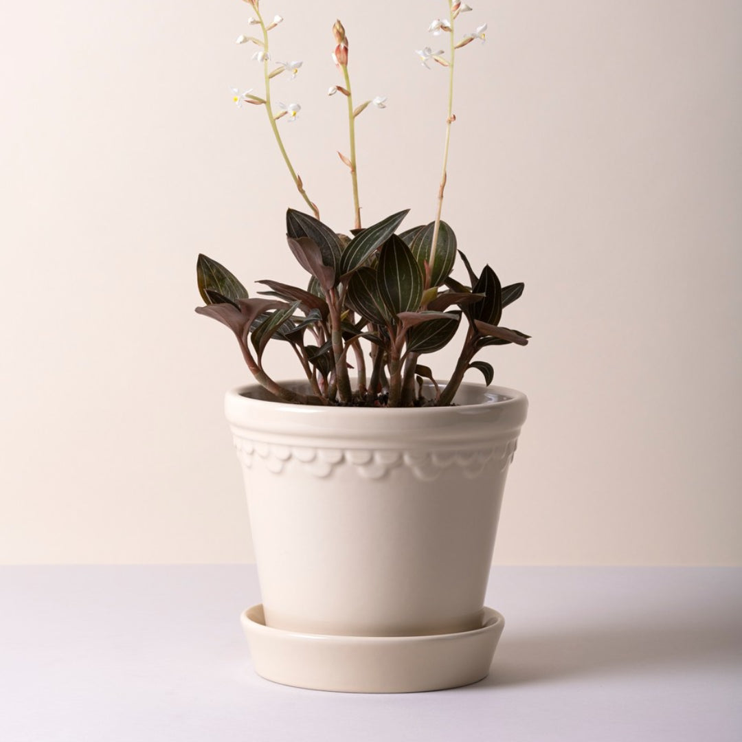 Københavner Glazed Pot