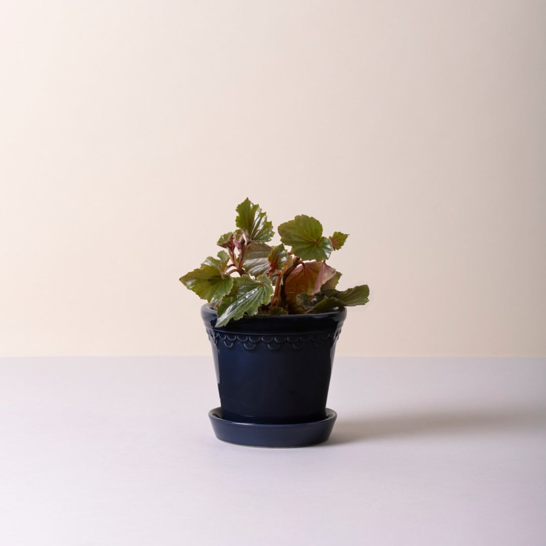 Københavner Glazed Pot