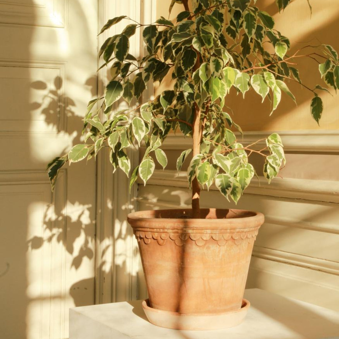 Københavner Raw Pot