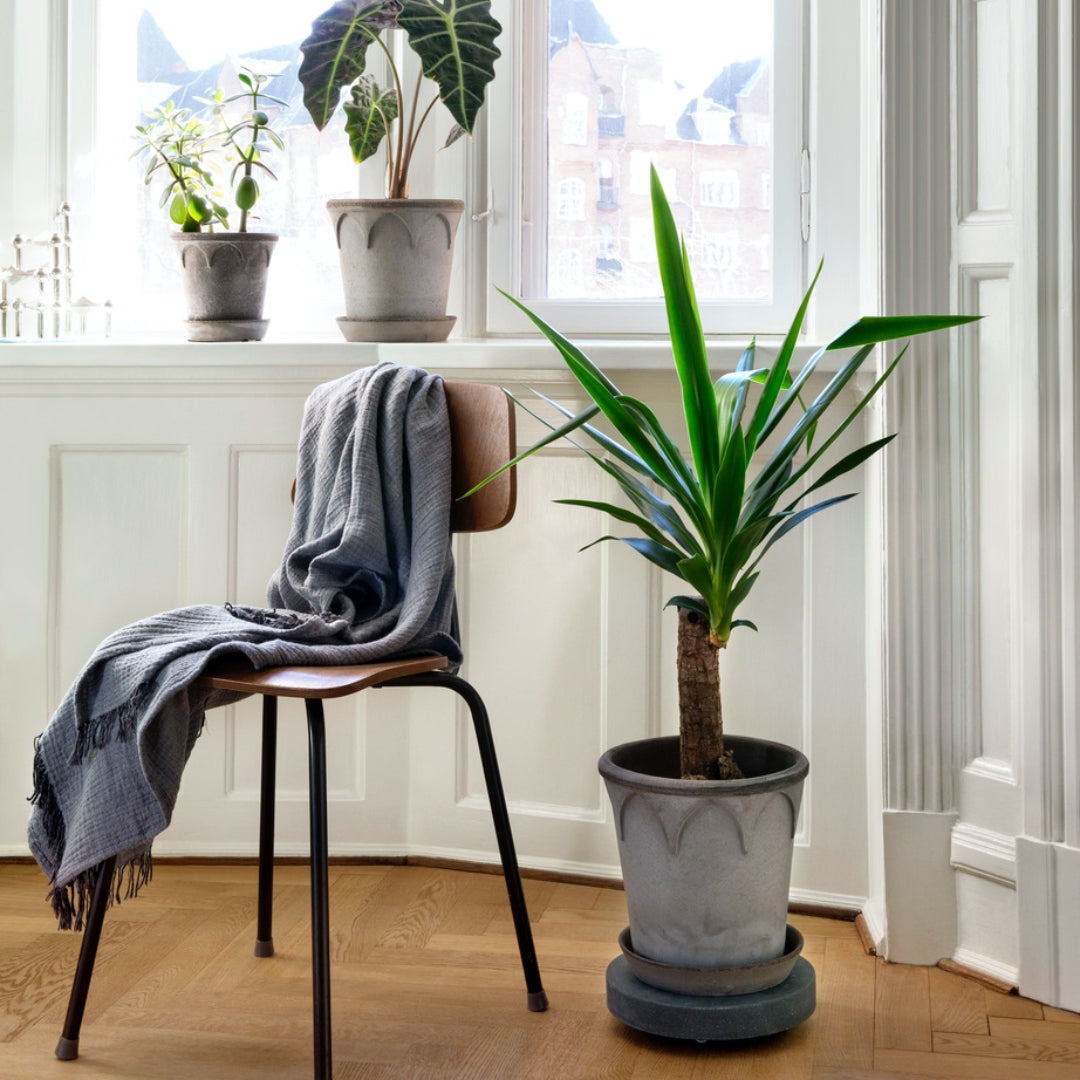 Rolling Stones Plant Trolley