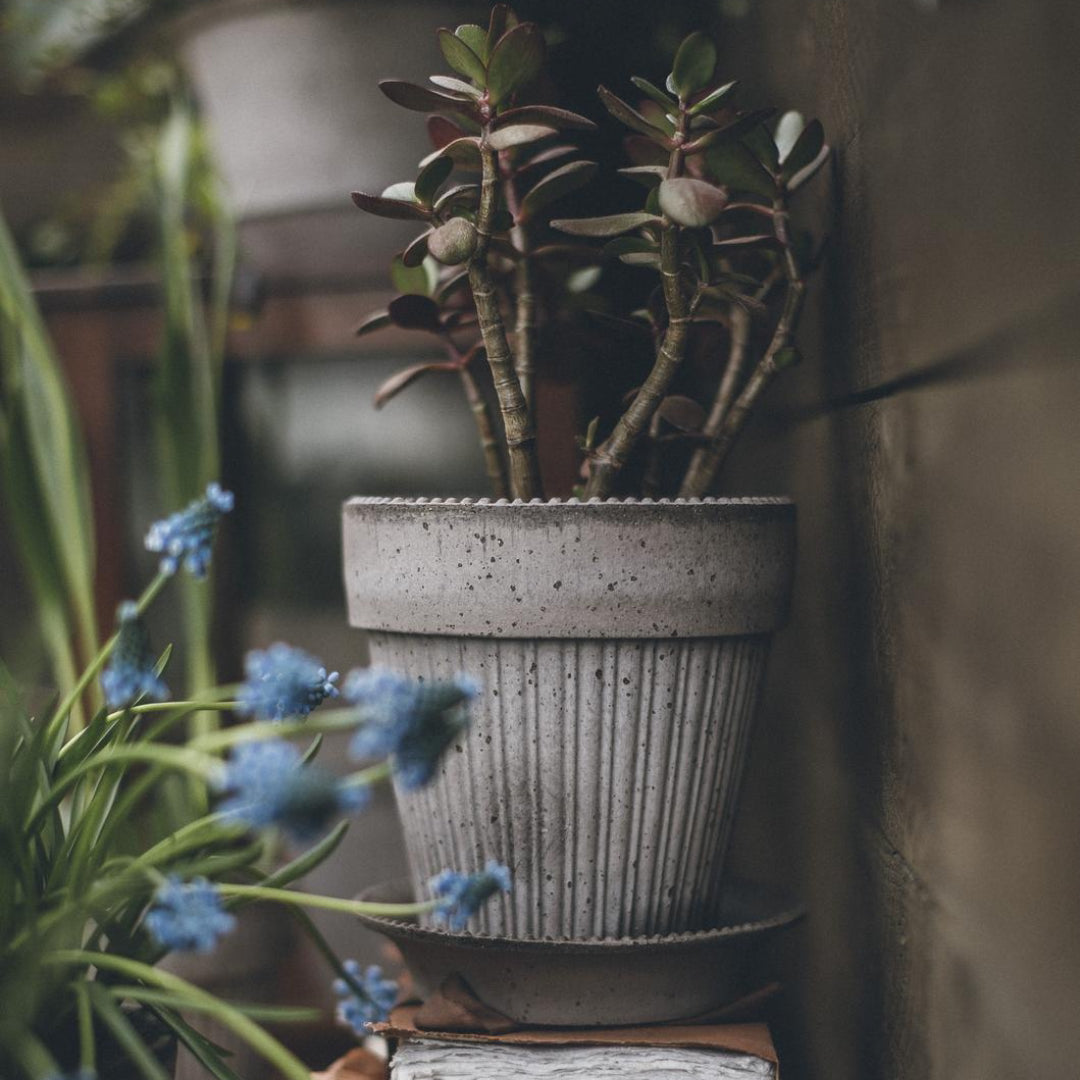 Simona Raw Pot - Grey - Batten Home