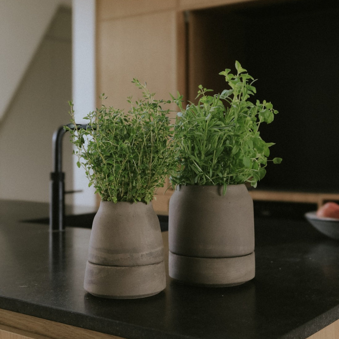 Bergs Potter Viva Self-Watering Herb Pot - Batten Home