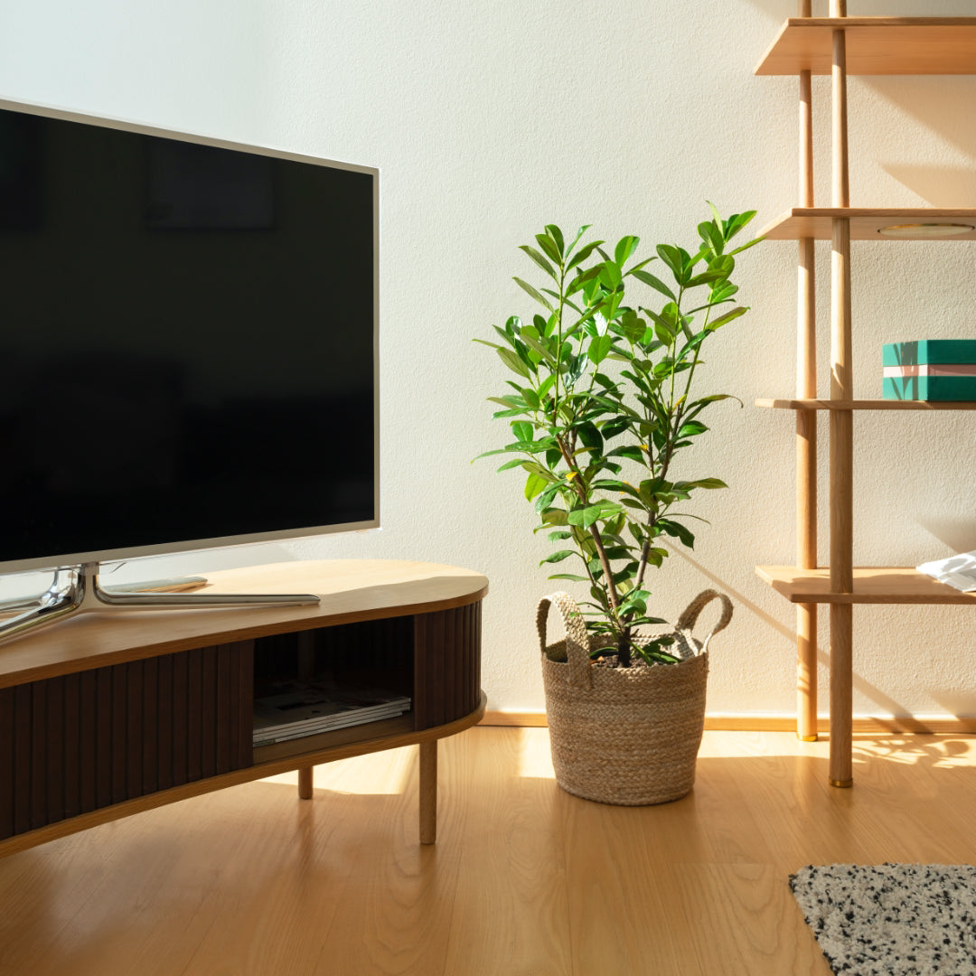Audacious TV Bench