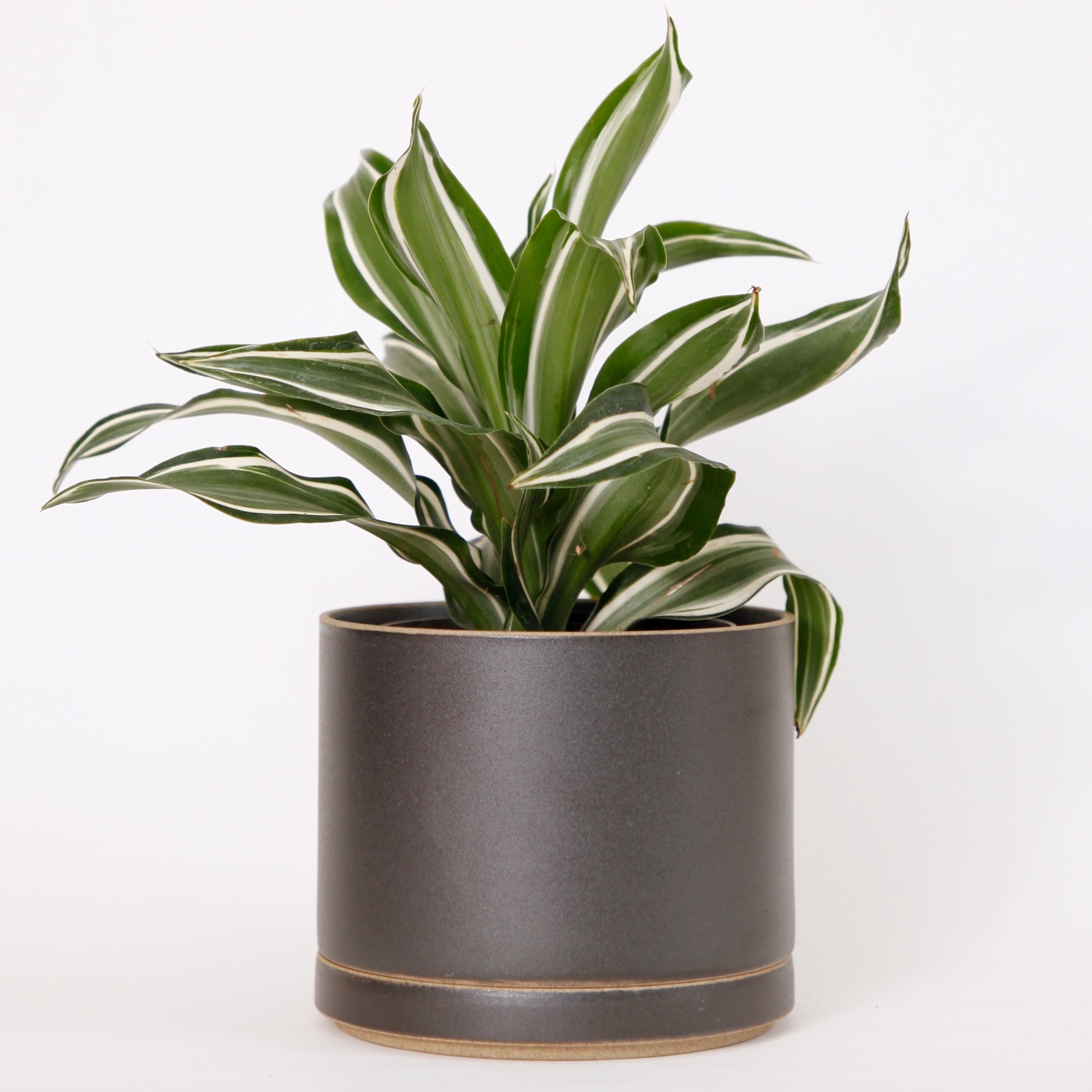 Hasami PorcelainLarge Planter and Saucer Set in Black - Batten Home