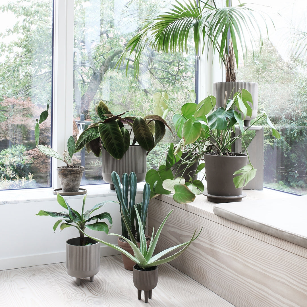 Kristina DamBowl XL - Batten Home