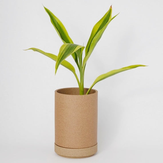 Hasami PorcelainSmall Planter and Saucer Set in Natural - Batten Home