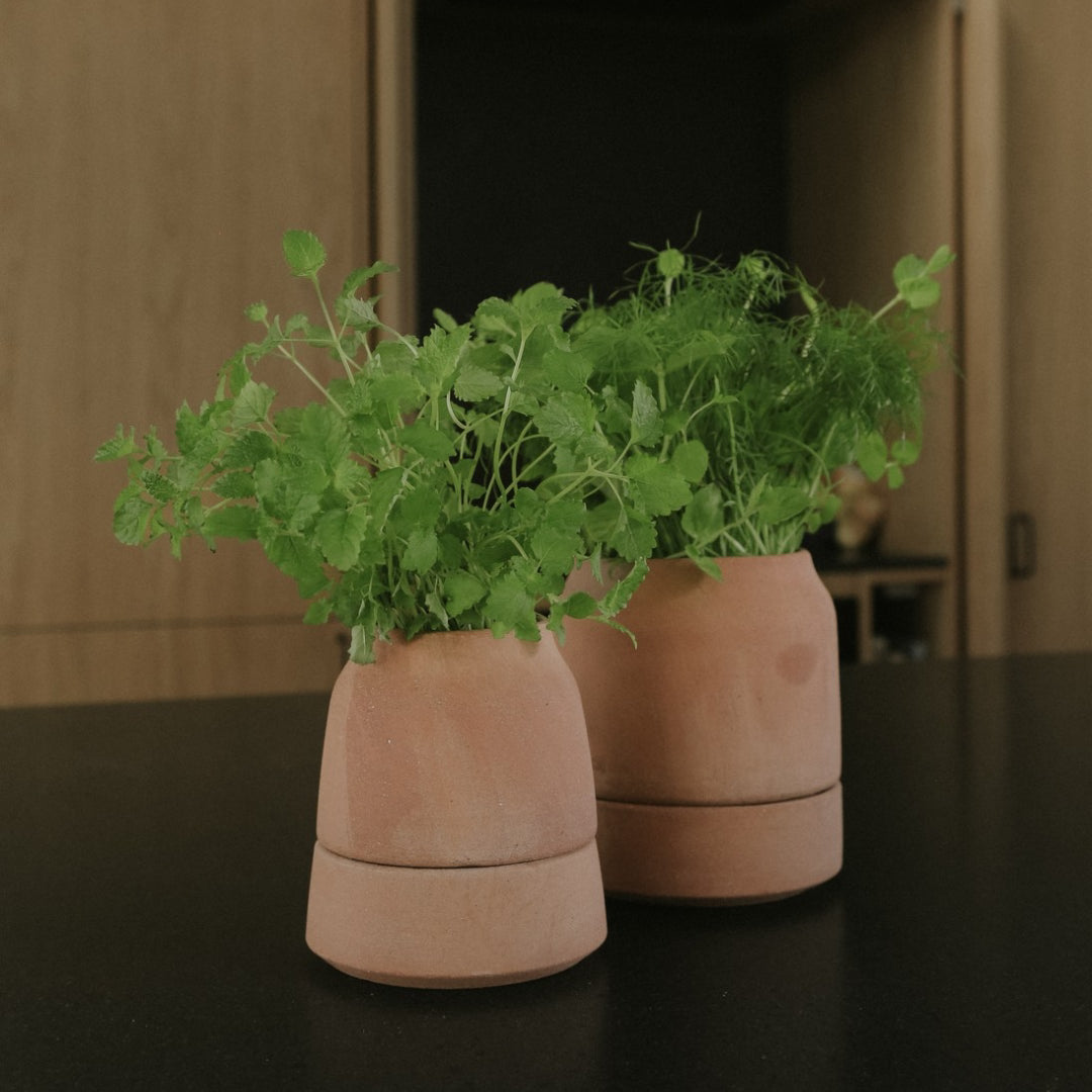 Bergs Potter Viva Self-Watering Herb Pot - Batten Home