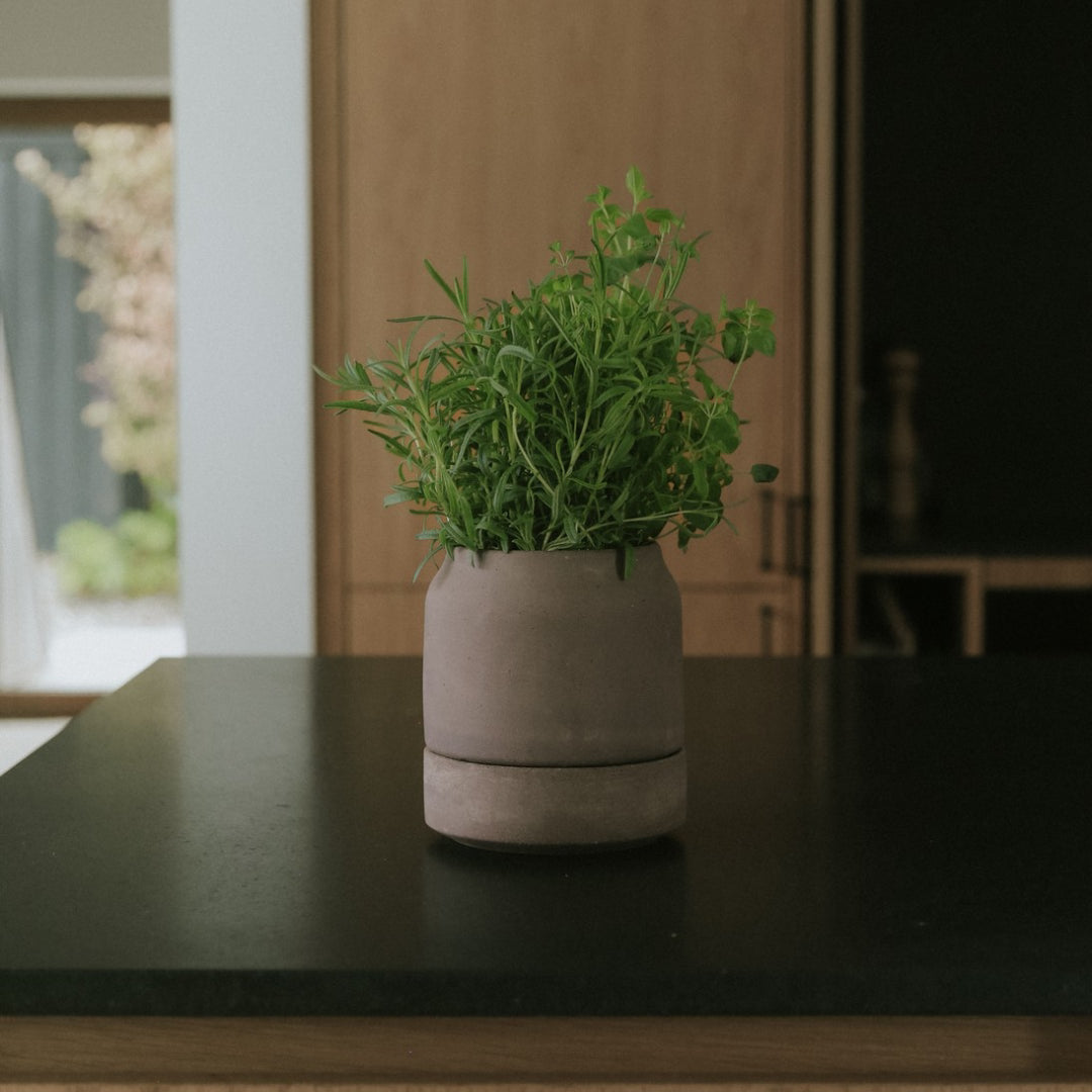 Bergs Potter Viva Self-Watering Herb Pot - Batten Home