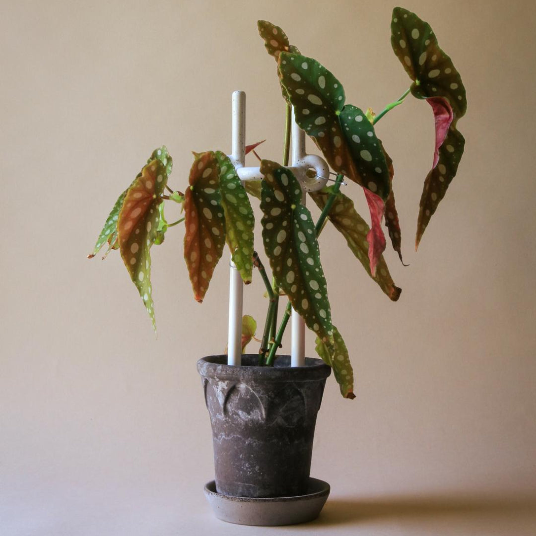 Folk Plant Stake - Hinto