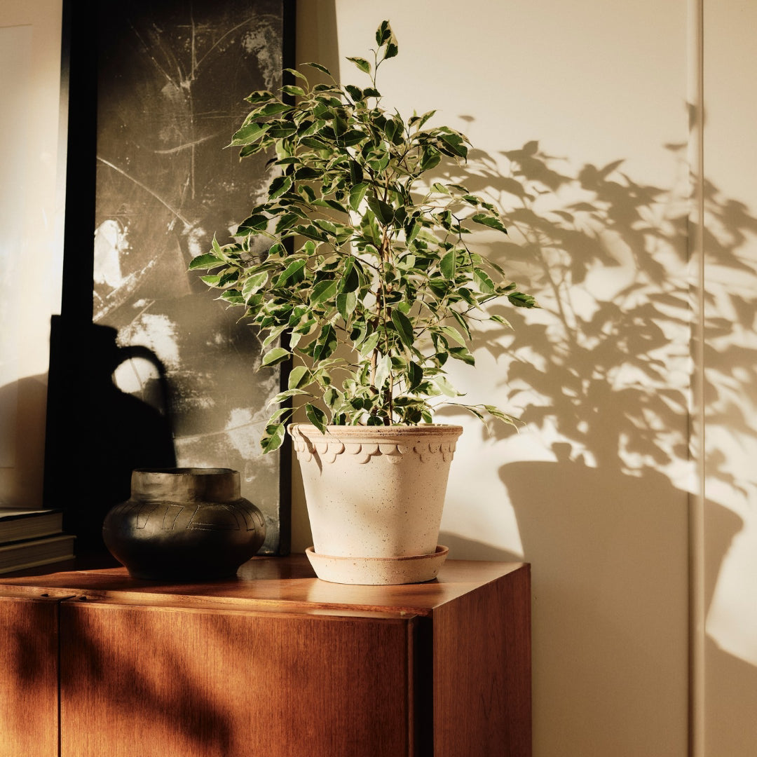 Københavner Raw Pot