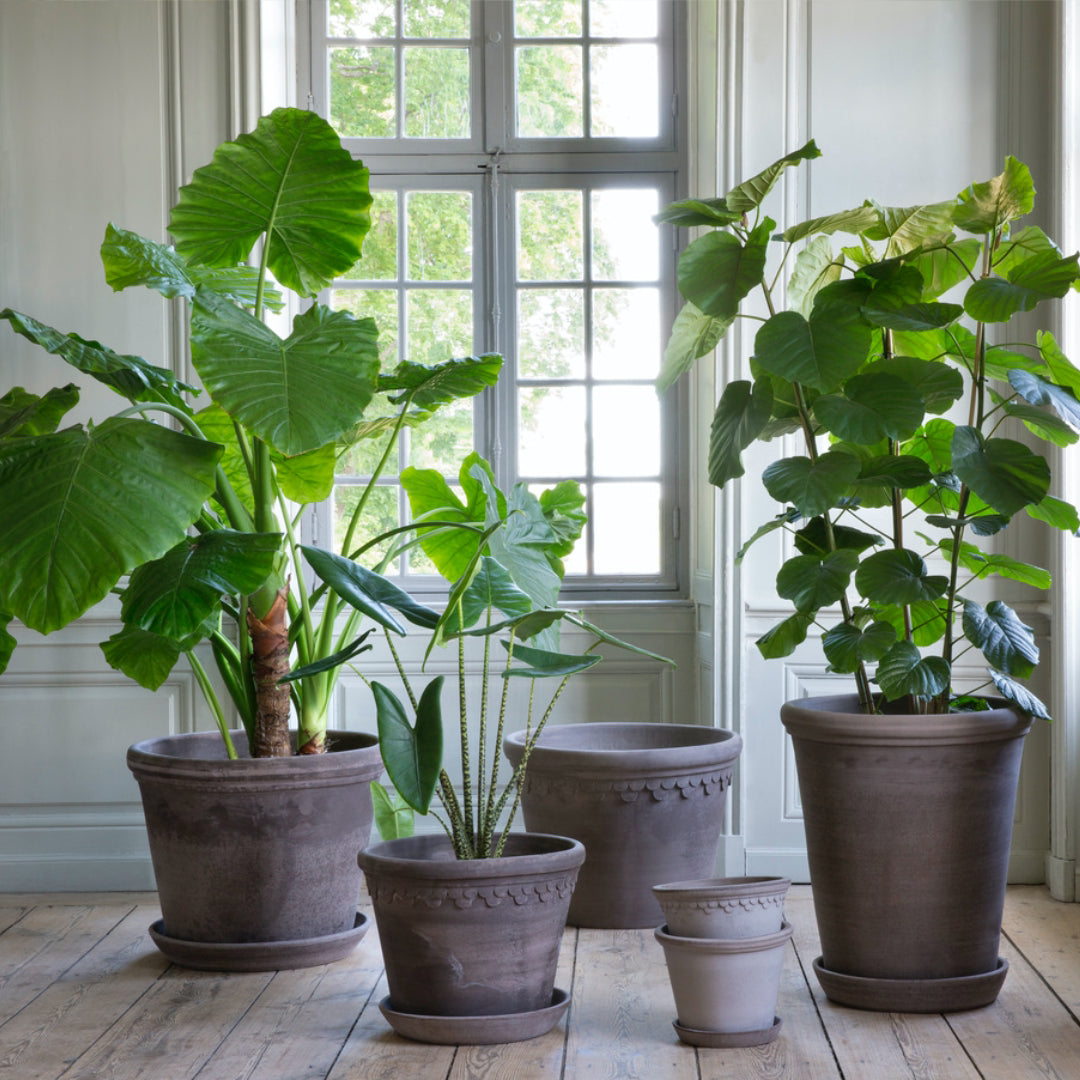 Københavner Raw Pot - Large