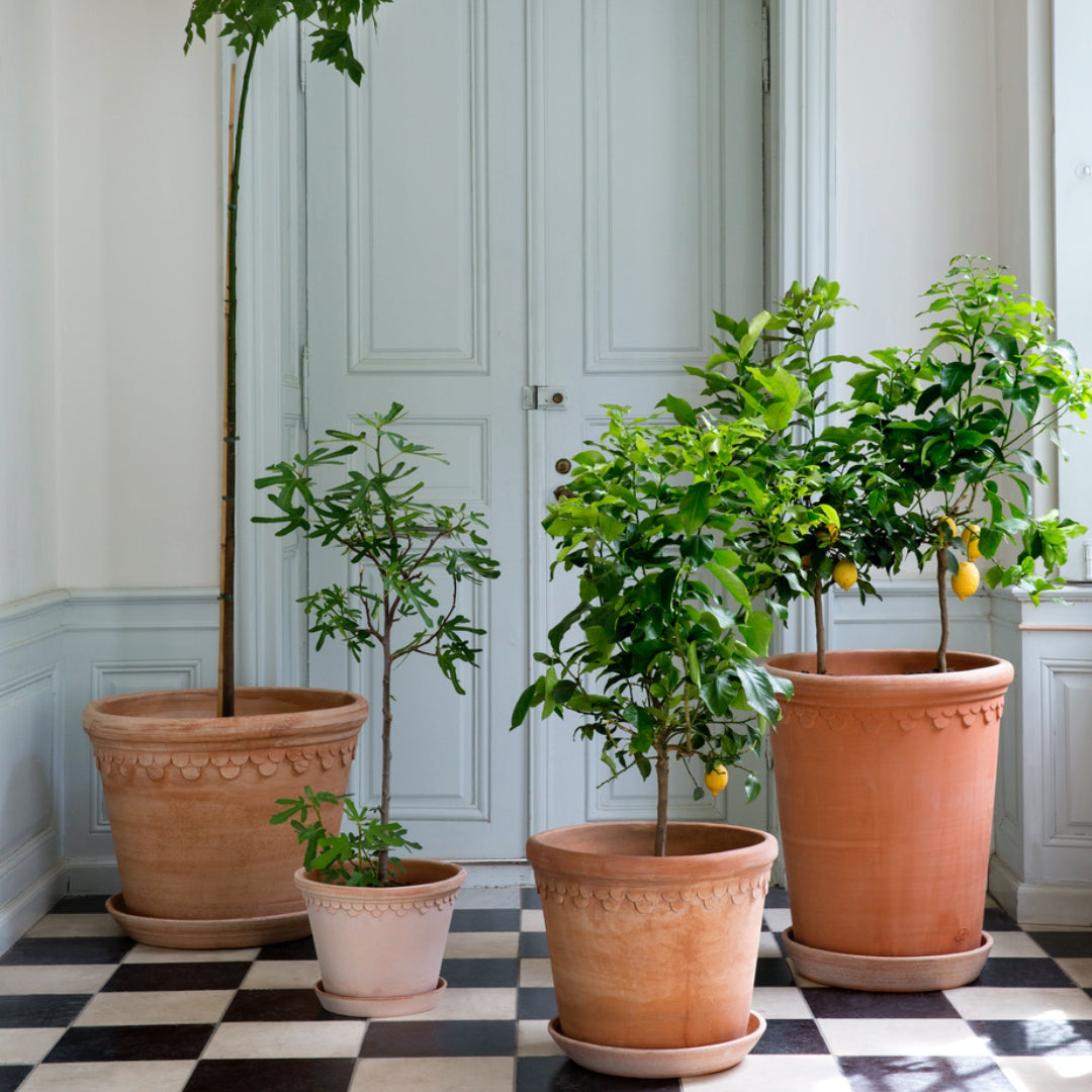 Københavner Raw Pot - Large