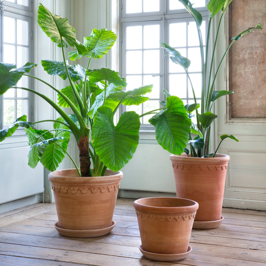 Københavner Raw Pot - Large