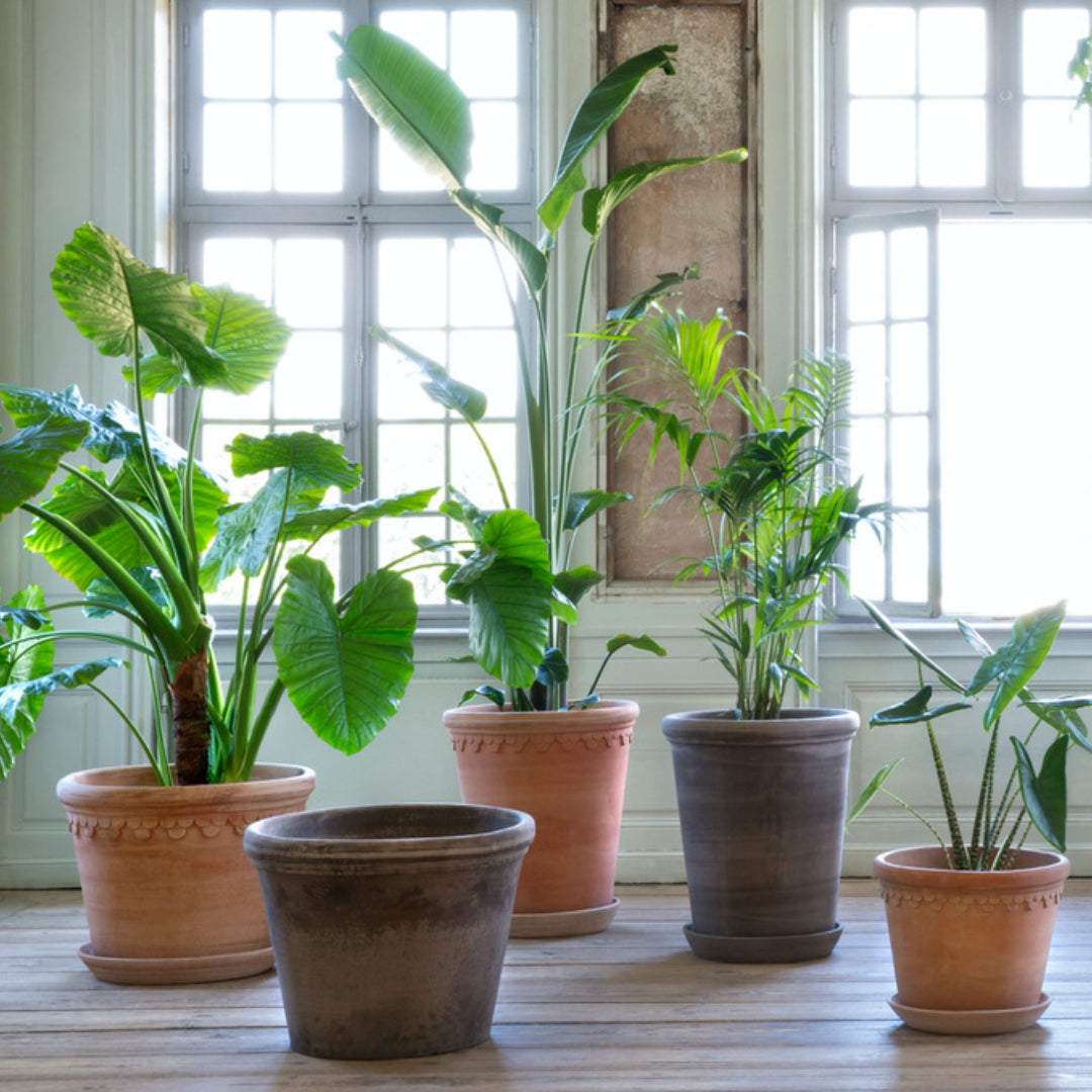 Københavner Raw Pot - Large