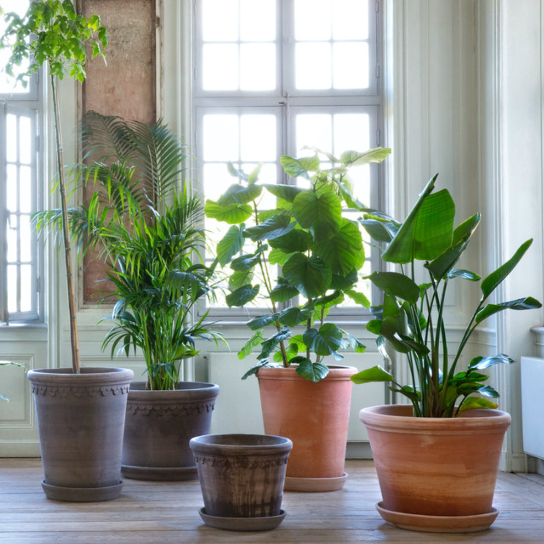 Københavner Raw Pot - Large