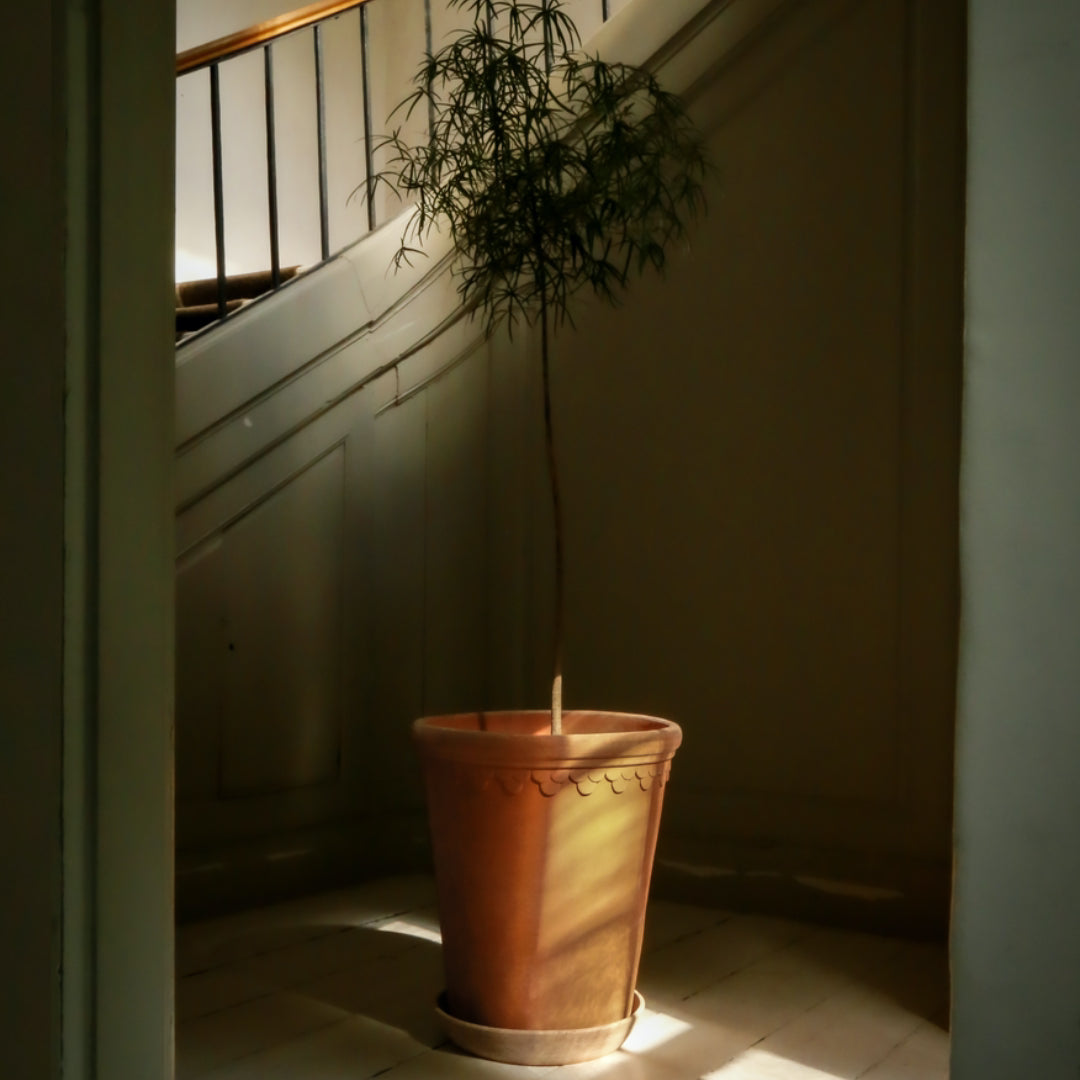 Københavner Raw Pot - Large