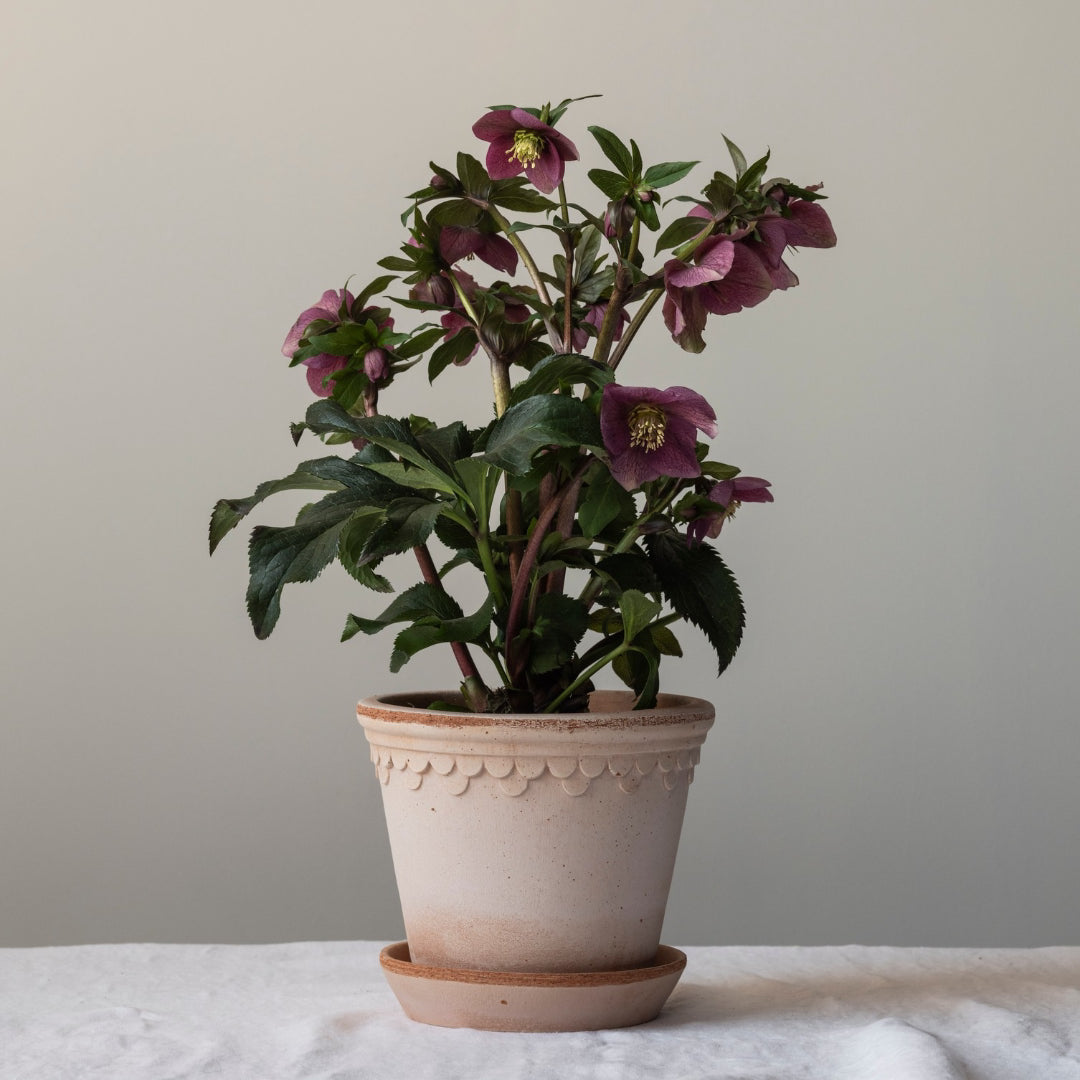 Københavner Raw Pot