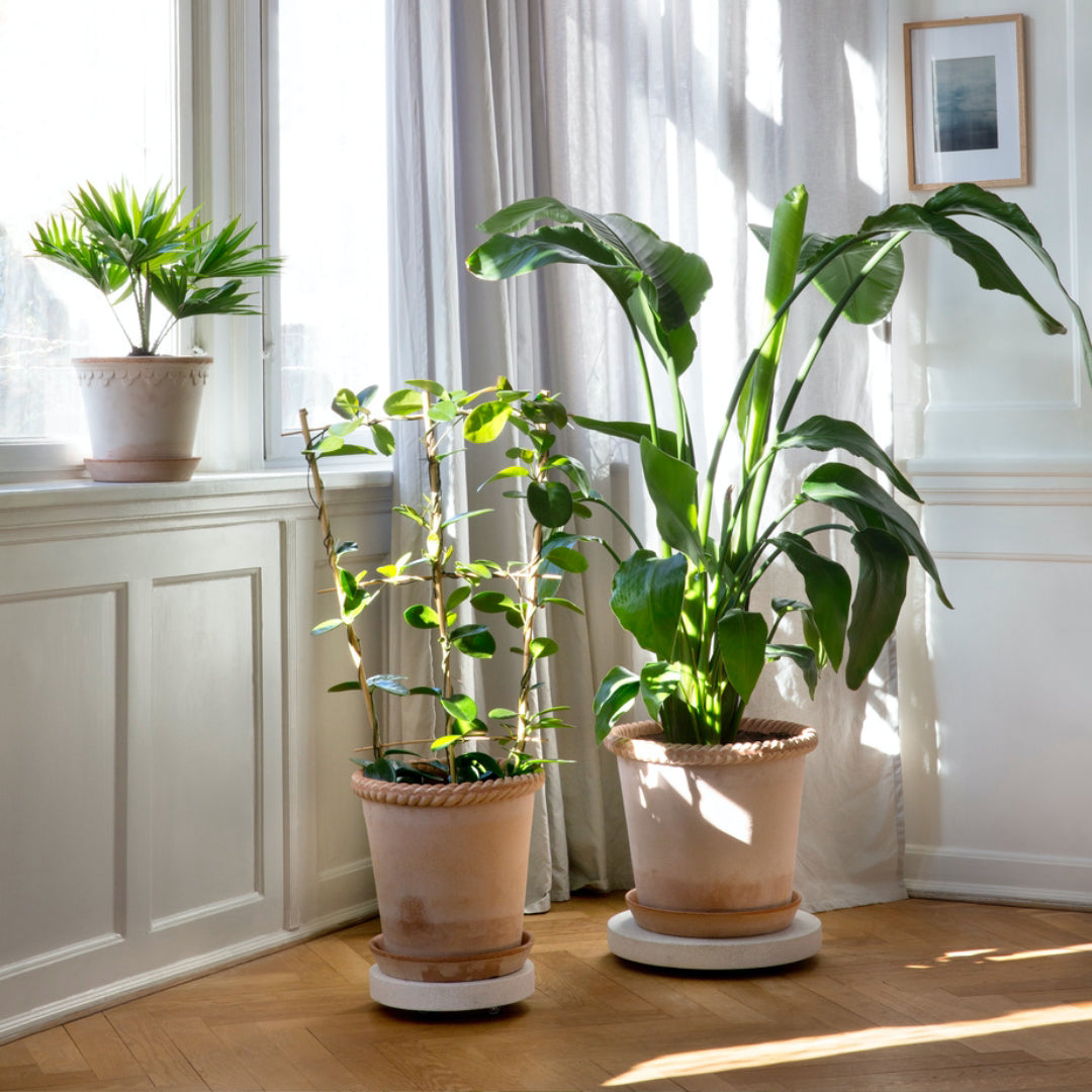 Rolling Stones Plant Trolley