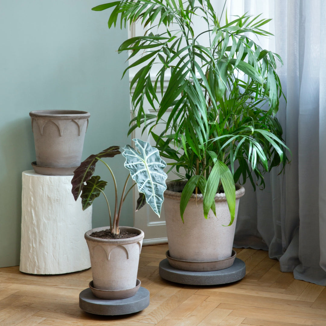 Rolling Stones Plant Trolley