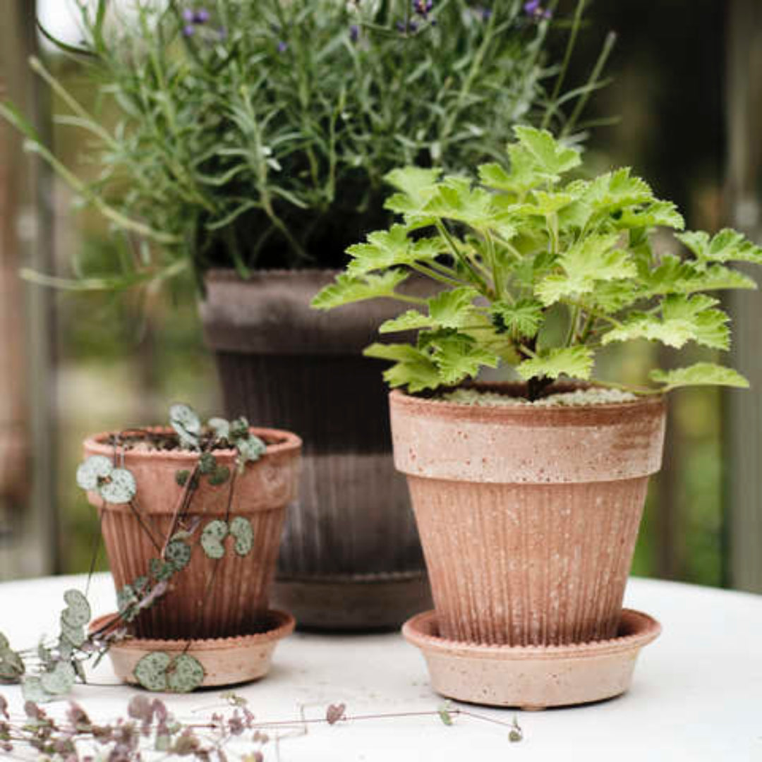 Simona Raw Pot - Rosa