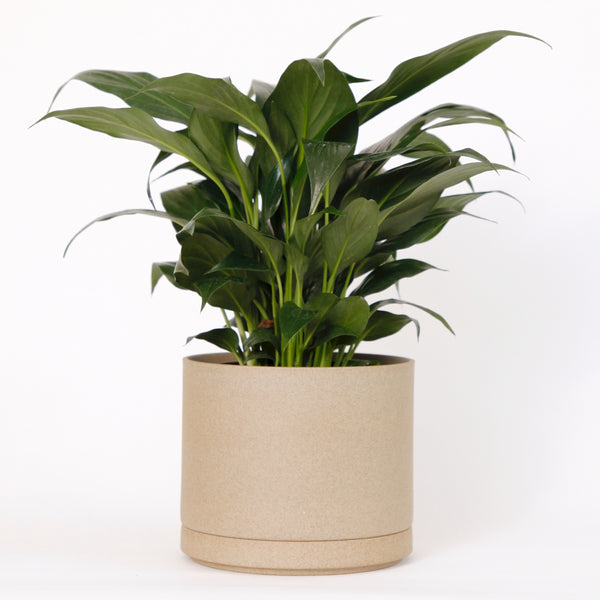 Modern Planters | Ferm Living Plant Box | Modern Pots - Batten Home